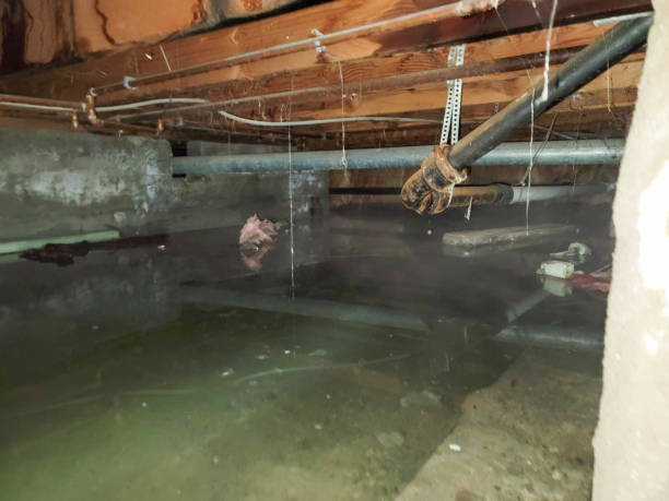 Best 24/7 water damage repair  in Napoleon, OH